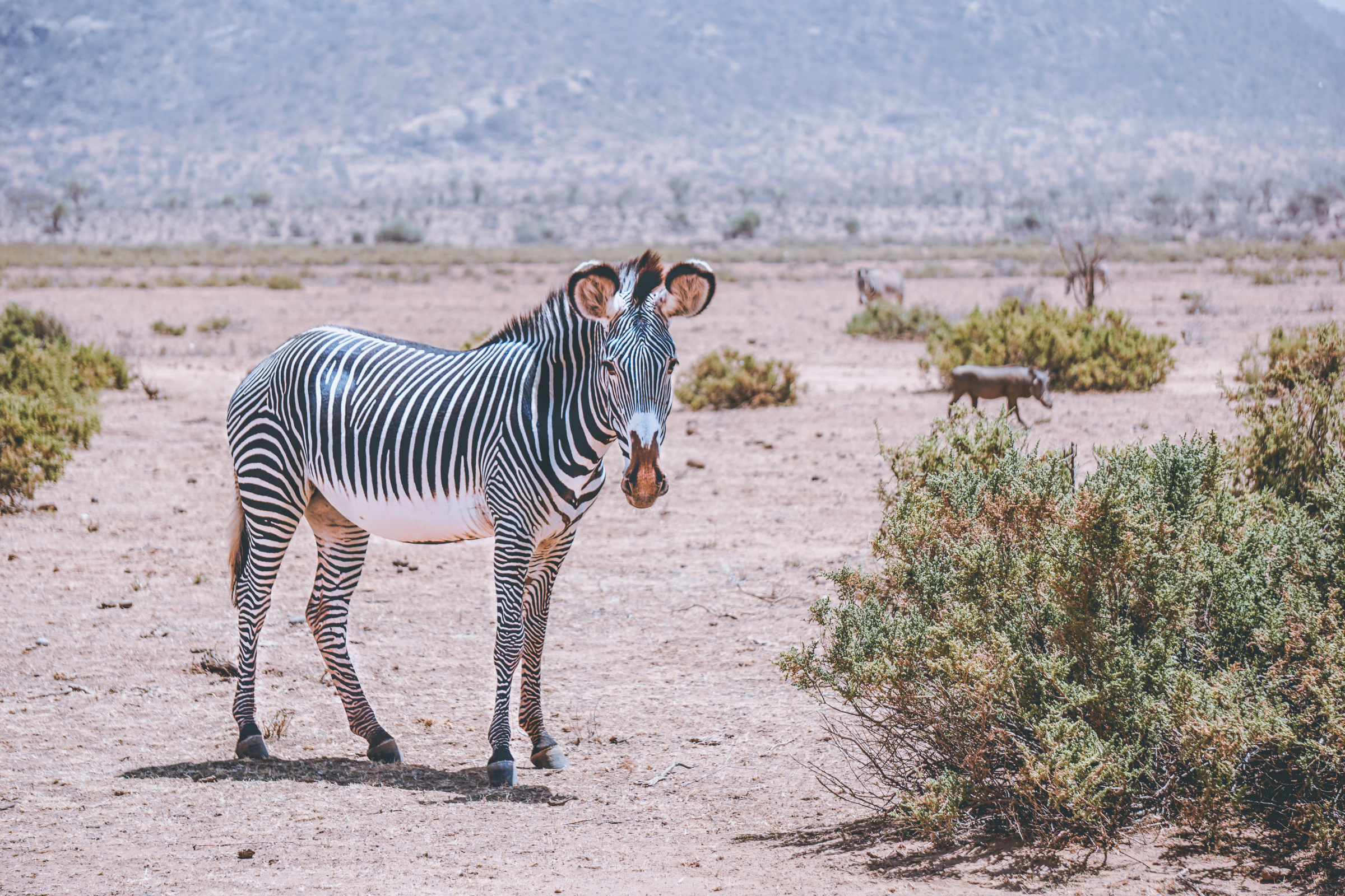 samburu national reserve (2).webp